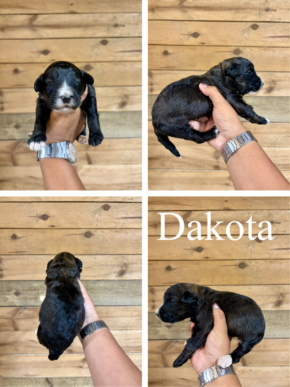 Dakota  1